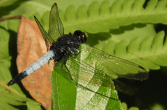 Orthetrum triangulare