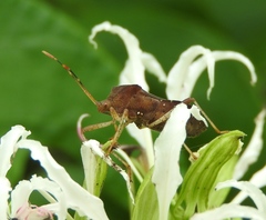 Anasa scorbutica