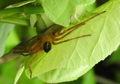 Curicaberis culiacan