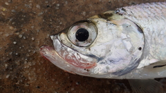 Megalops cyprinoides