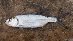 Megalops cyprinoides