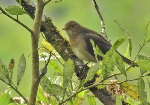 Ecuadorian Thrush (Turdus maculirostris), photo 2