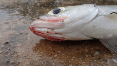 Megalops cyprinoides