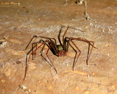 Loxosceles amazonica