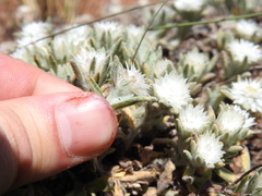 Helichrysum cerastioides