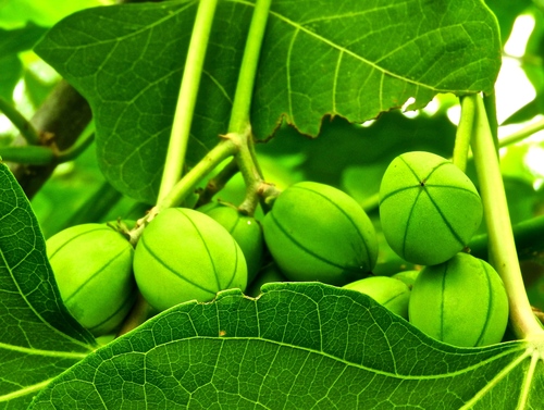 Jatropha curcas