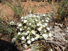 Helichrysum cerastioides