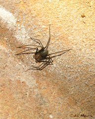 Loxosceles amazonica