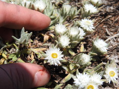 Helichrysum cerastioides