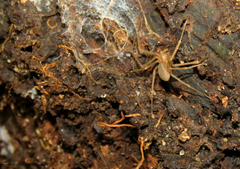 Loxosceles amazonica