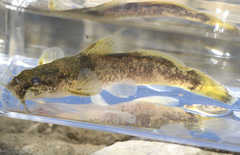 Mountain Madtom photo 4