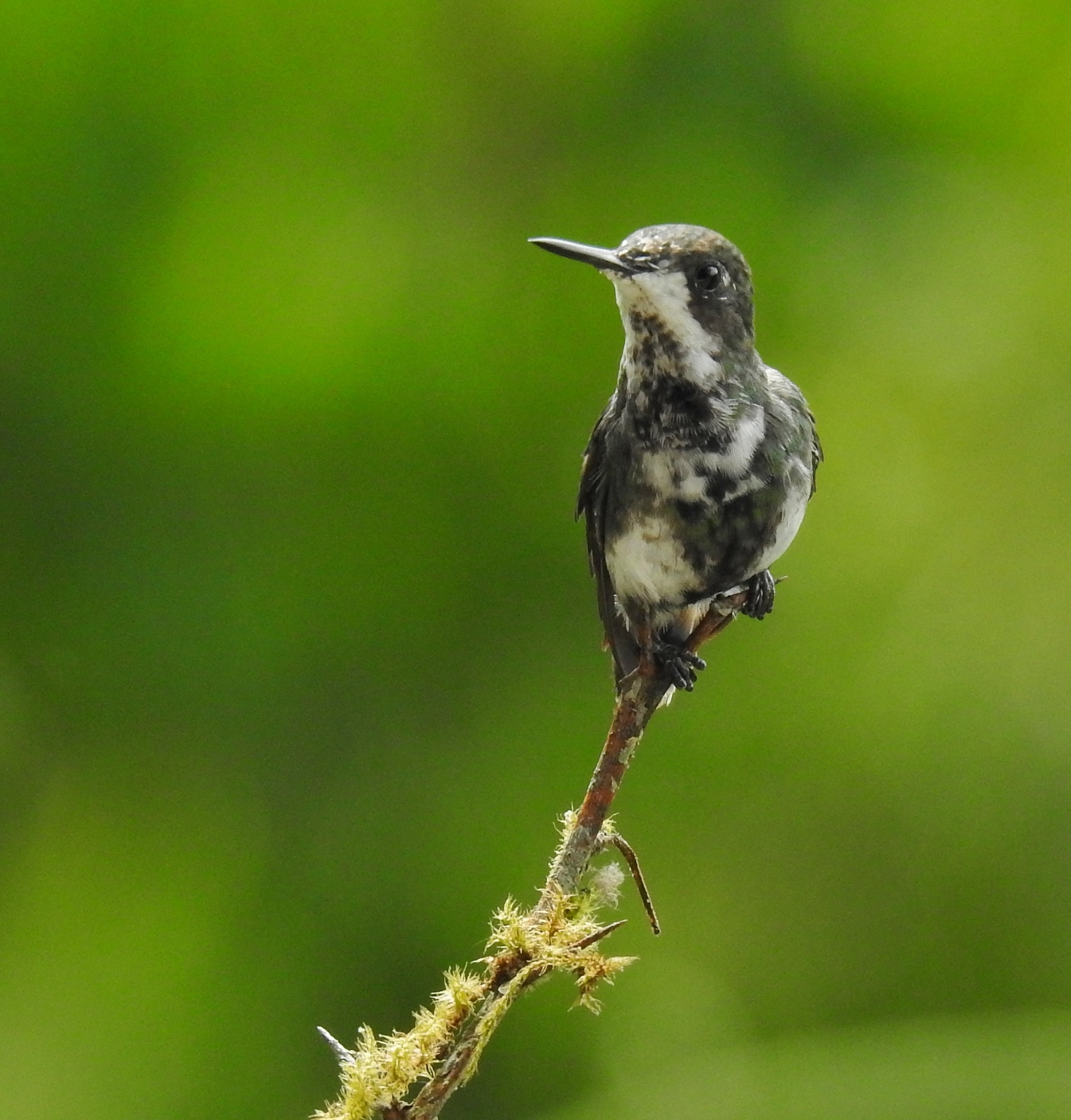 Green Thorntail (Discosura conversii)
