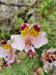 Alstroemeria pulchra