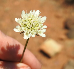 Scabiosa columbaria
