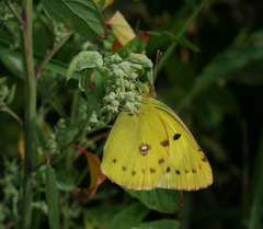 Colias poliographus