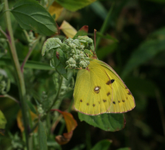 Colias poliographus