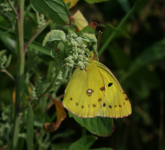 Colias poliographus