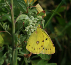 Colias poliographus