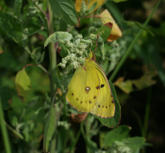 Colias poliographus
