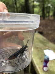 Urocerus cressoni