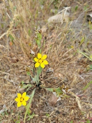 Sisyrinchium graminifolium