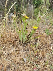 Sisyrinchium graminifolium
