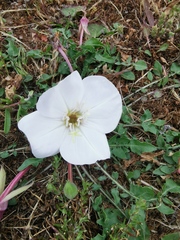 Oenothera acaulis