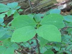 Lonicera hirsuta