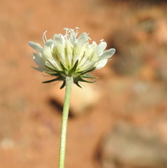 Scabiosa columbaria