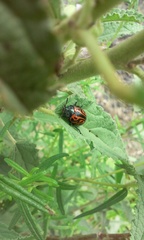 Calligrapha mexicana