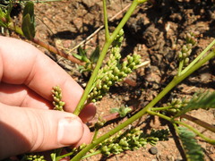 Elephantorrhiza elephantina