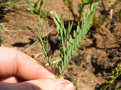 Elephantorrhiza elephantina