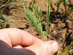 Elephantorrhiza elephantina