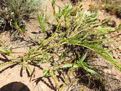 Elephantorrhiza elephantina