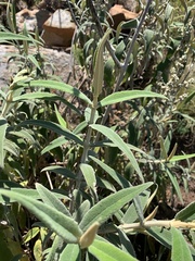 Buddleja salviifolia