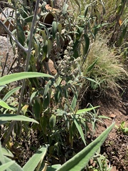 Buddleja salviifolia