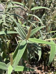 Buddleja salviifolia