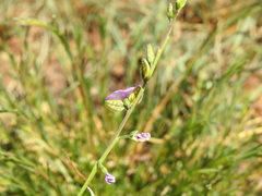 Polygala rehmannii