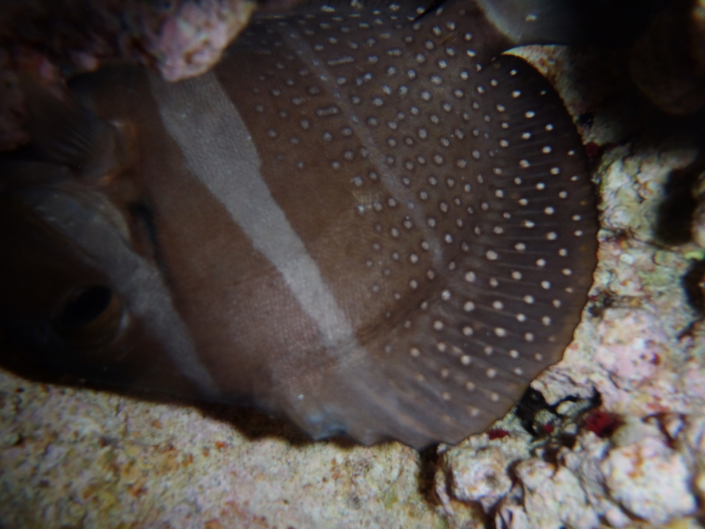 Whitespotted surgeonfish