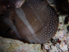 Acanthurus guttatus