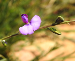 Polygala rehmannii