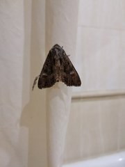 Polymixis trisignata