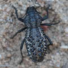 Gagatophorus