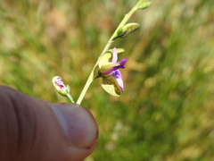 Polygala rehmannii