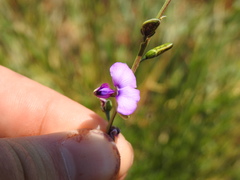 Polygala rehmannii