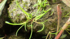 Coleanthus subtilis
