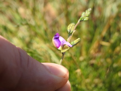 Polygala rehmannii