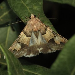 Drasteria pallescens