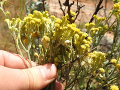 Nidorella hottentotica