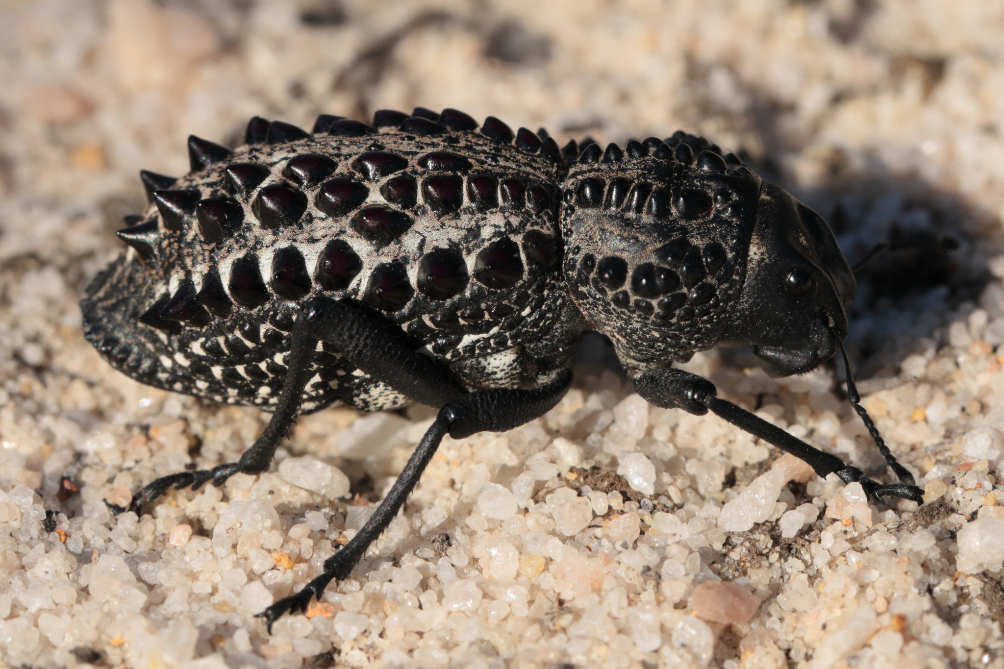 Genus Gagatophorus · iNaturalist
